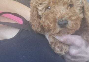 AKC mini poodle puppies