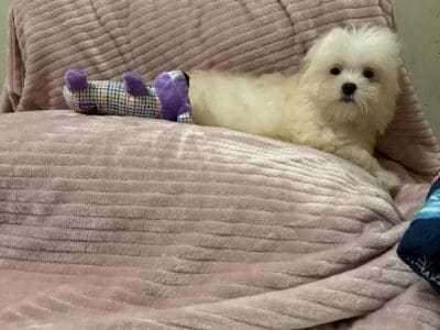 Maltipoo puppies