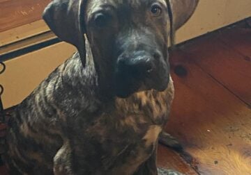 Registered Presa Canario