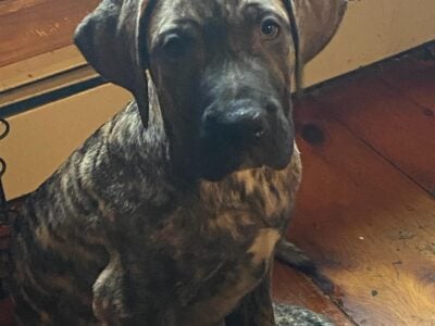 Registered Presa Canario