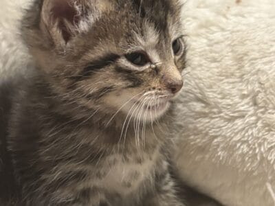 Baby Kittens