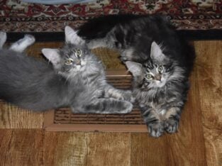 Maine coon
