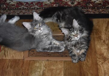 Maine coon