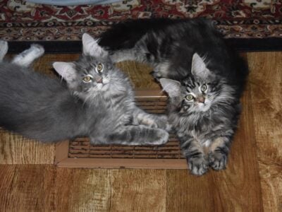 Maine coon