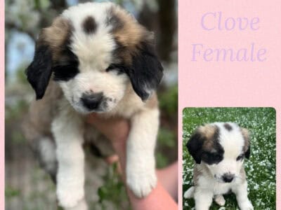 Saint Bernese Puppies