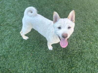 Puppies For Sale – $1000 Each Purebred Shiba Inu