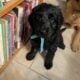 Golden Doodles F1 Standard