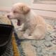 5 Miniature Aussiedoodle puppies