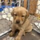 Adorable yellow labs for sale
