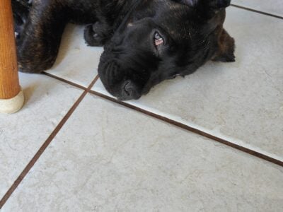 Cane Corso puppies for sale