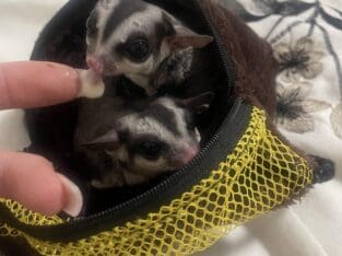 Sugar gliders