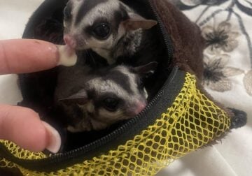 Sugar gliders
