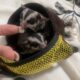 Sugar gliders