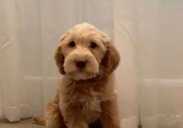 Saunders mini labradoodle puppies
