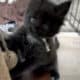 Black European Maine Coon Kitten