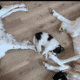 Saint Bernewfie Puppies