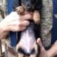 PUREBRED FEMALE Blk/Tan Miniature Dachshund PUPPY