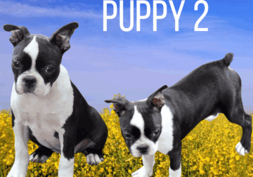 Boston Terrier Puppies