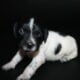AKC French Brittanys