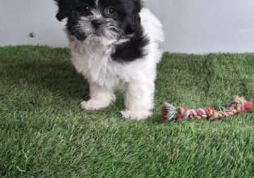 Dale the shihchon