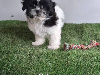Dale the shihchon