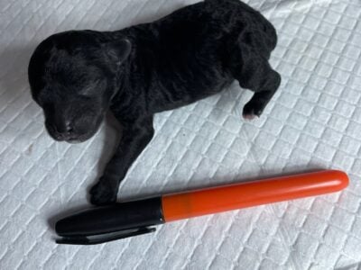 Tiny Toy Poodle