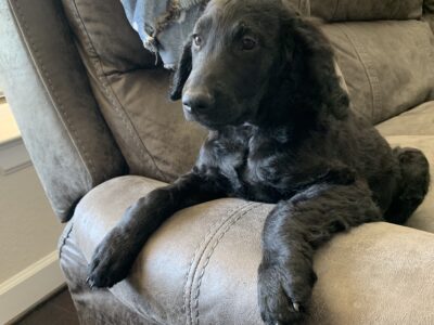 Golden Doodle (Purple)