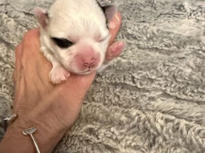 Hendrix (Litter named after Minnesota Cities)