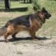 AKC German Shepherd Puppies