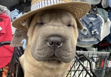 Chinese -Shar-pei