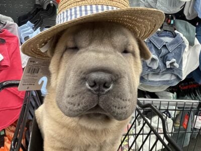 Chinese -Shar-pei
