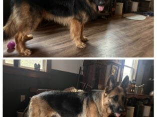 AKC German Shepherd puppies