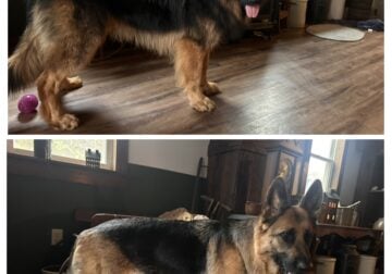 AKC German Shepherd puppies
