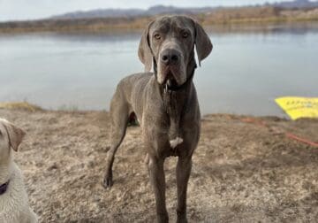 Lilac Great Dane