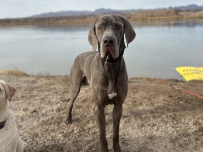 Lilac Great Dane
