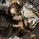 German Shepherd Puppies