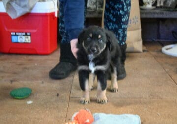 7 Male Australian Shepherd Puppies For sale