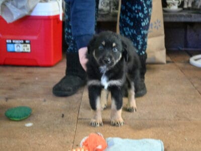 7 Male Australian Shepherd Puppies For sale