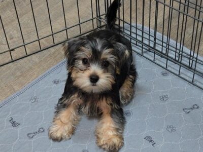 Morkies 8wks old / health certificate