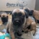 Sweet Malinois puppies