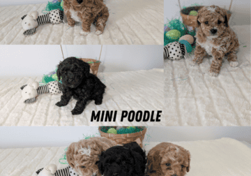 MINI POODLE PUPS BORN MARCH 13