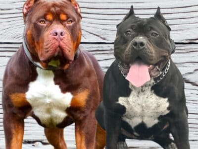 XL American Bully puppy – female