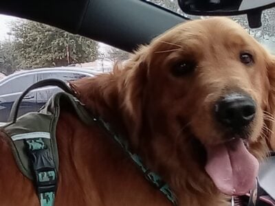 Spin – playful dog, looking for a new home.