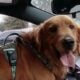 Spin – playful dog, looking for a new home.