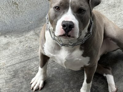 Re-home 1 1/2 Year old Boy Pitbull