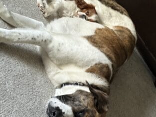 St. Bernard Poodle mix for Sale