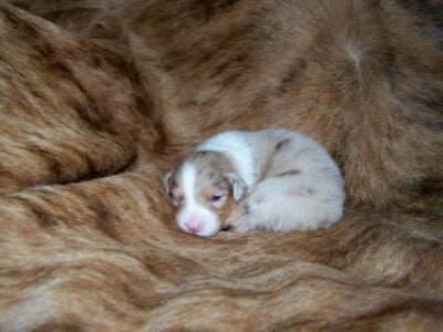 Show Quality AKC / ASCA Australian Shepherds