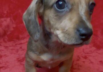 Miniature dachshund puppies