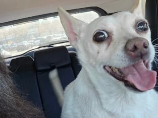 Chewy – male chihuahua mixed breed
