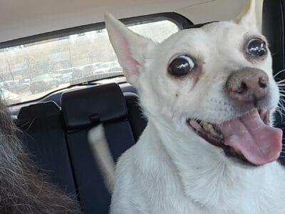 Chewy – male chihuahua mixed breed